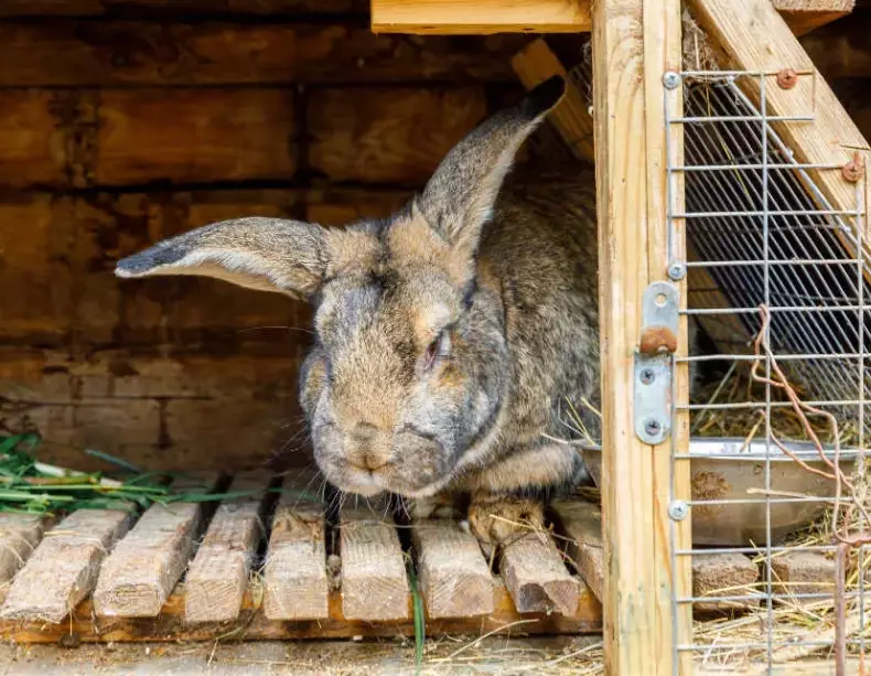 Rabbit bedding outdoor
