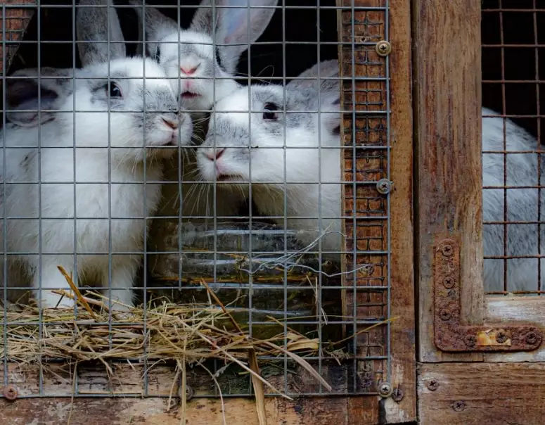 best bedding for outdoor rabbits best bedding for outdoor rabbits