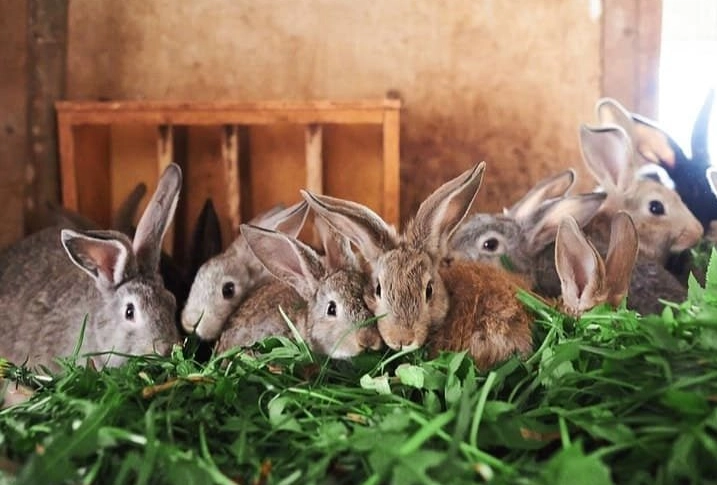 best bedding for outdoor rabbits best bedding for outdoor rabbits