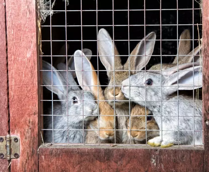 rabbit hutch bedding materials rabbit hutch bedding materials
