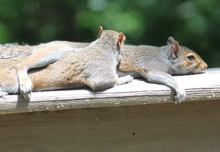 squirrel hibernation facts