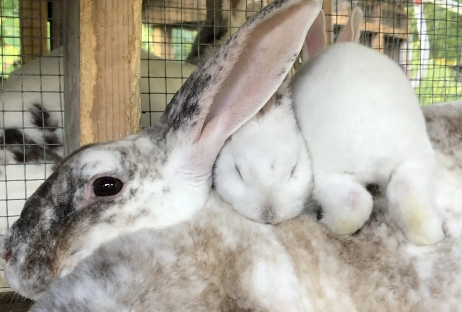 rabbit pregnancy signs