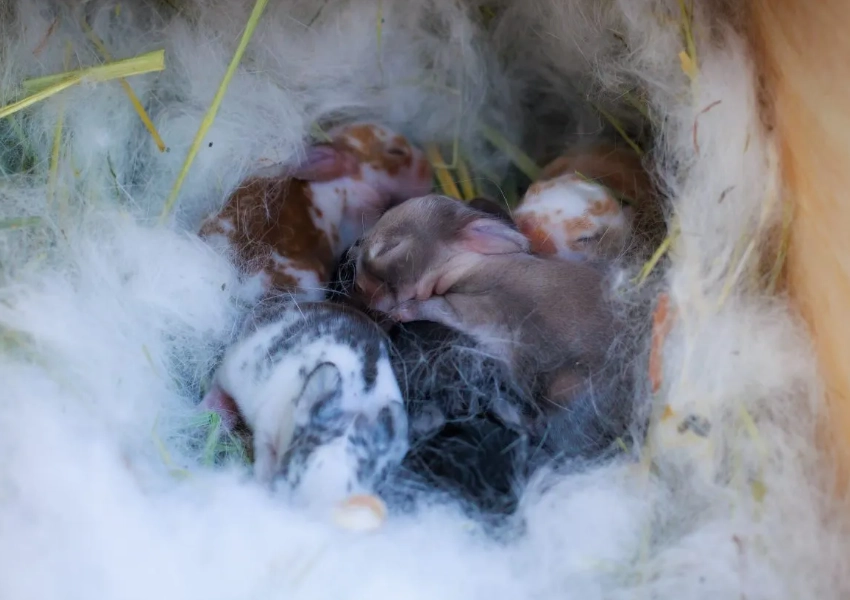 How to tell if a rabbit is close to giving birth?