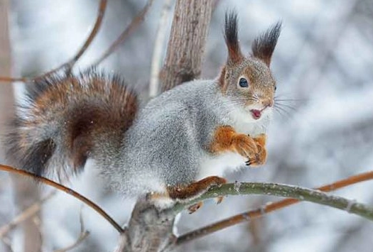ground squirrel hibernation