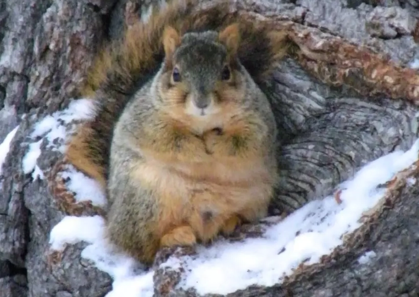 squirrel hibernation facts