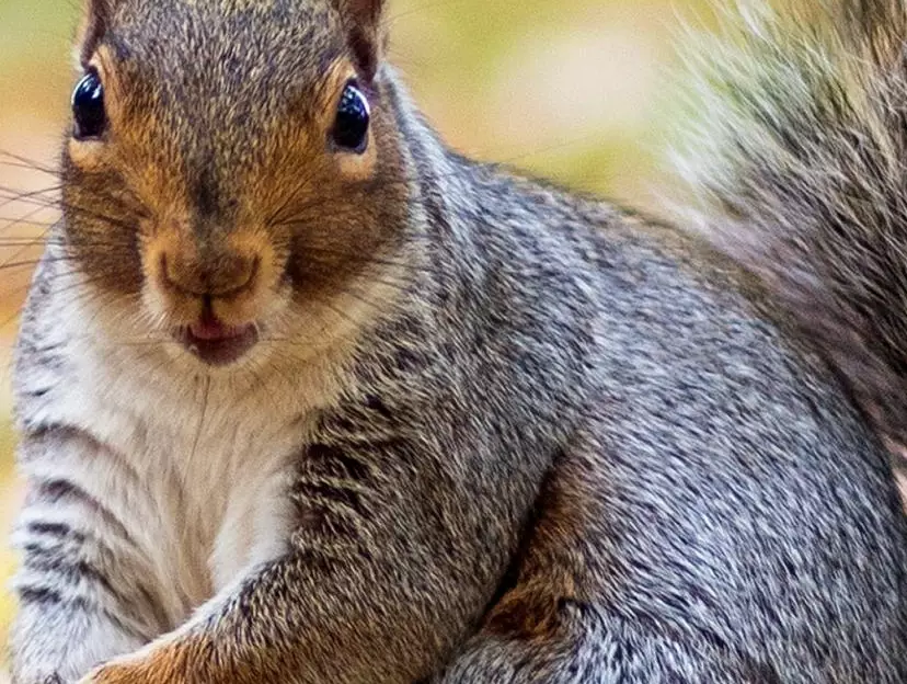 do squirrels hibernate