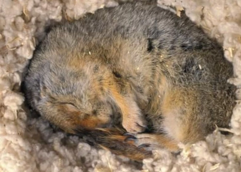 ground squirrel hibernation