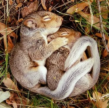 do squirrels hibernate