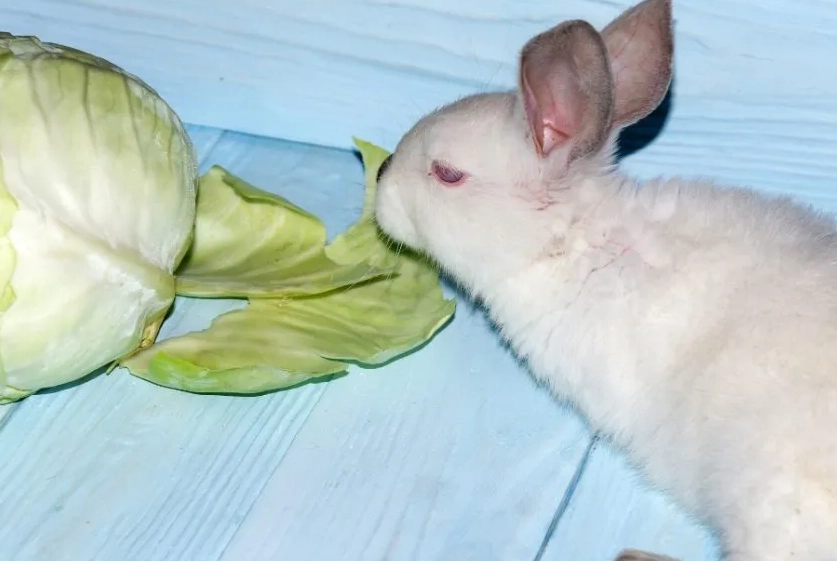 rabbit cabbage diet