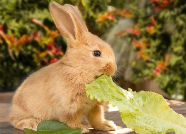 Can rabbits eat cabbage everyday