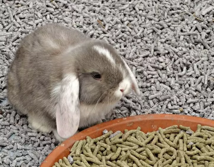 best odor control bedding for rabbits best odor control bedding for rabbits