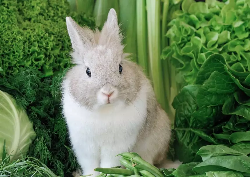 rabbit cabbage diet