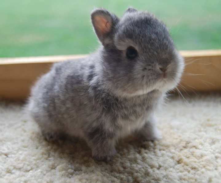 Is a bunny a baby rabbit