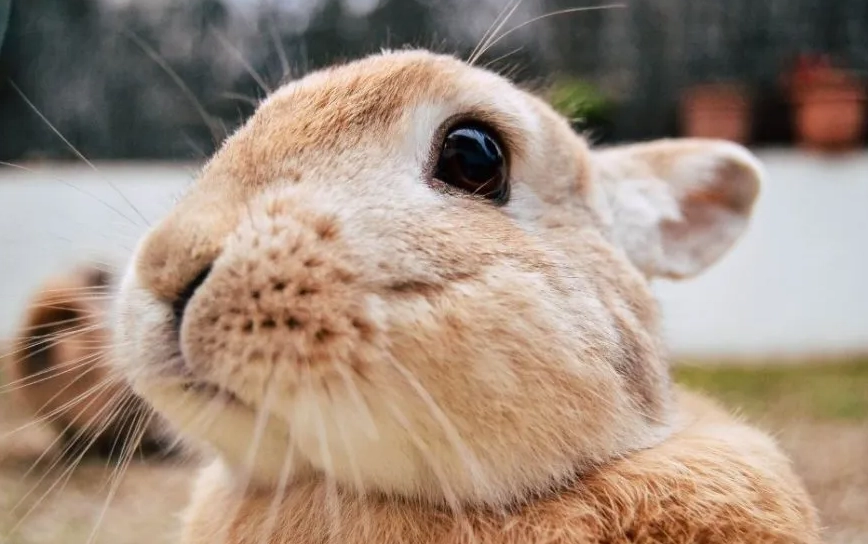 rabbit nesting behavior