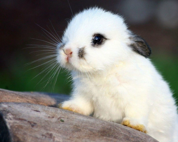 baby rabbit baby rabbit