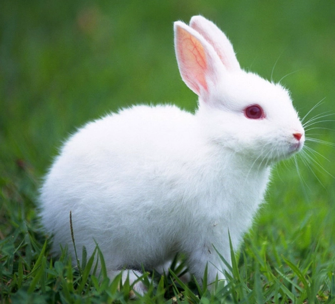 what is a bunny what is a bunny