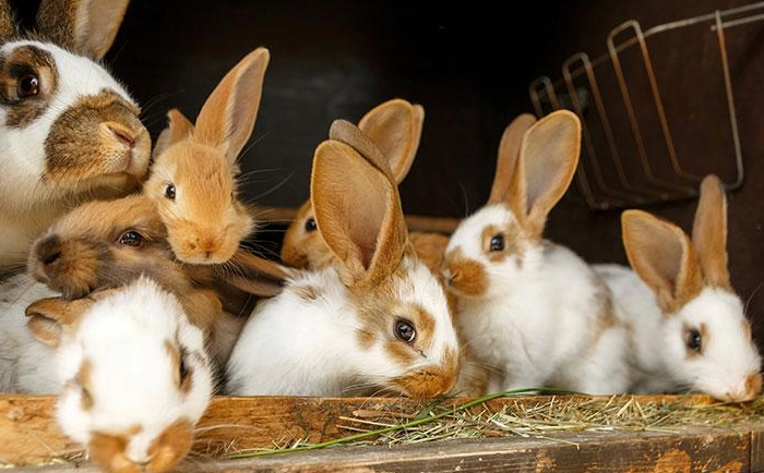 Rabbit pregnancy symptoms week by week