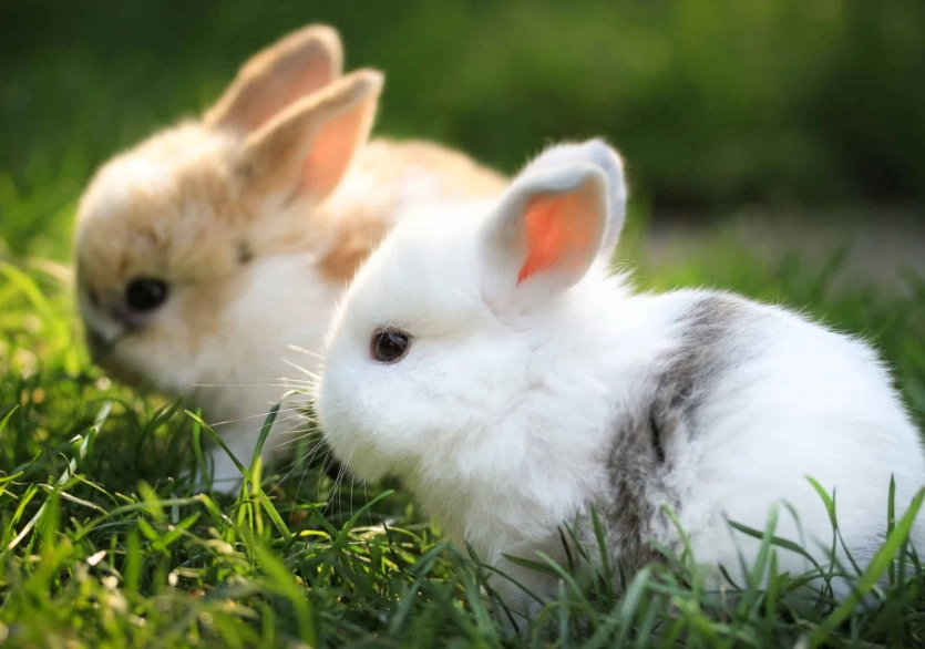 what is a bunny what is a bunny