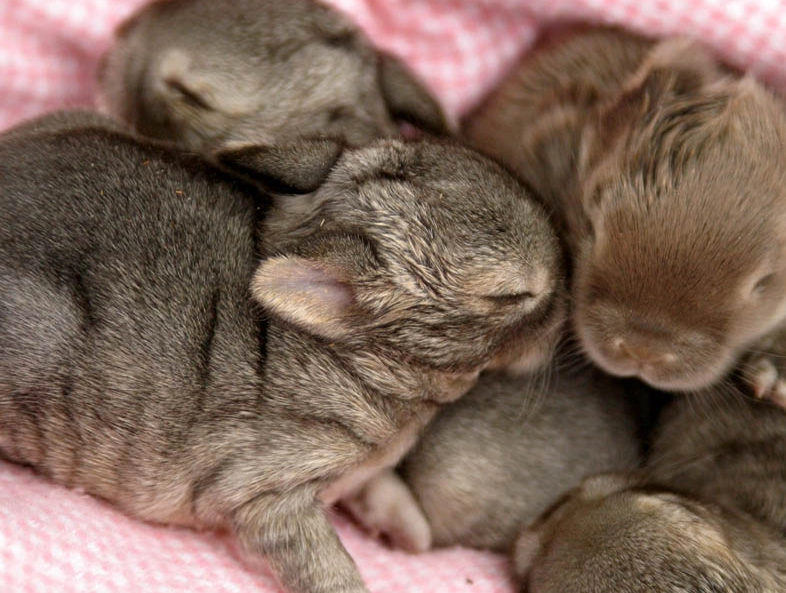 baby rabbit baby rabbit
