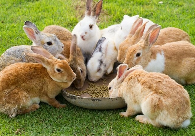 pregnant rabbit week by week