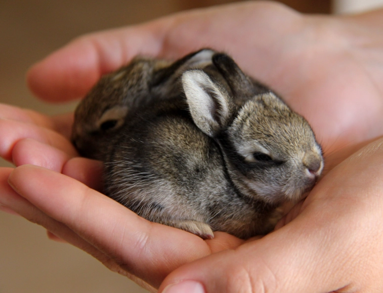 bunny vs rabbit bunny vs rabbit