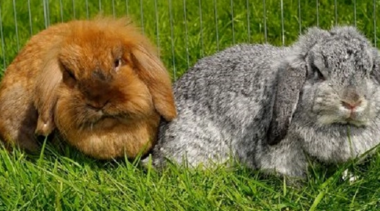 rabbit nesting behavior