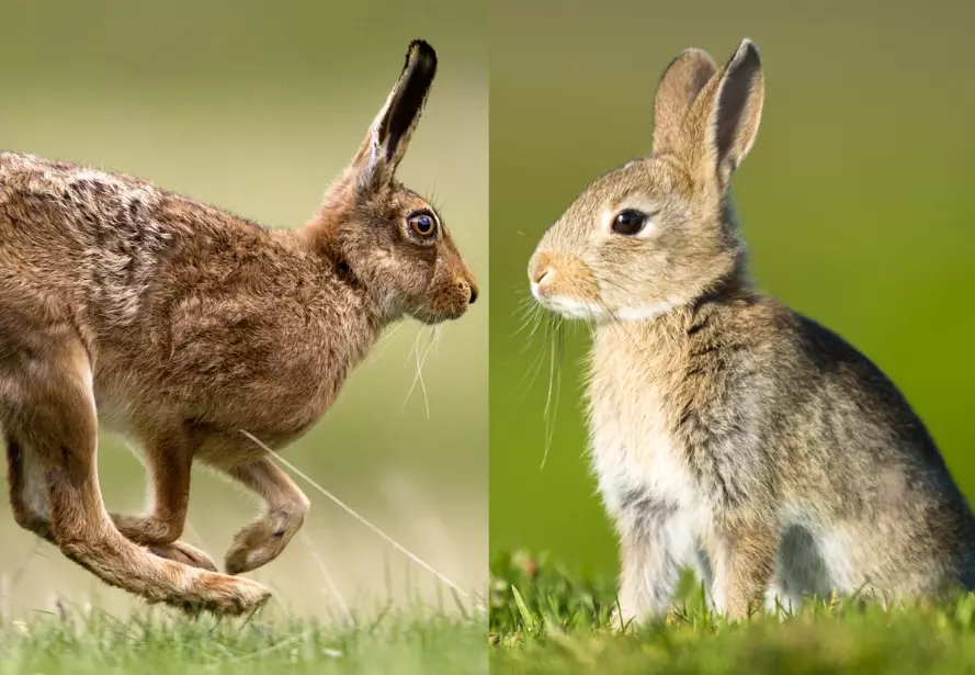 What's the difference between a bunny and a rabbit?