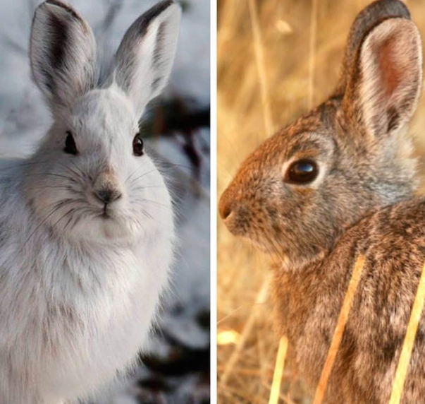 are bunnies rabbits