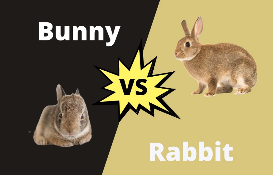funny rabbit facts funny rabbit facts