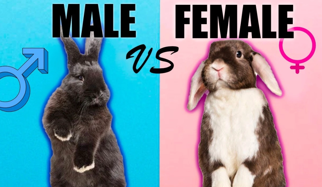 funny rabbit facts funny rabbit facts