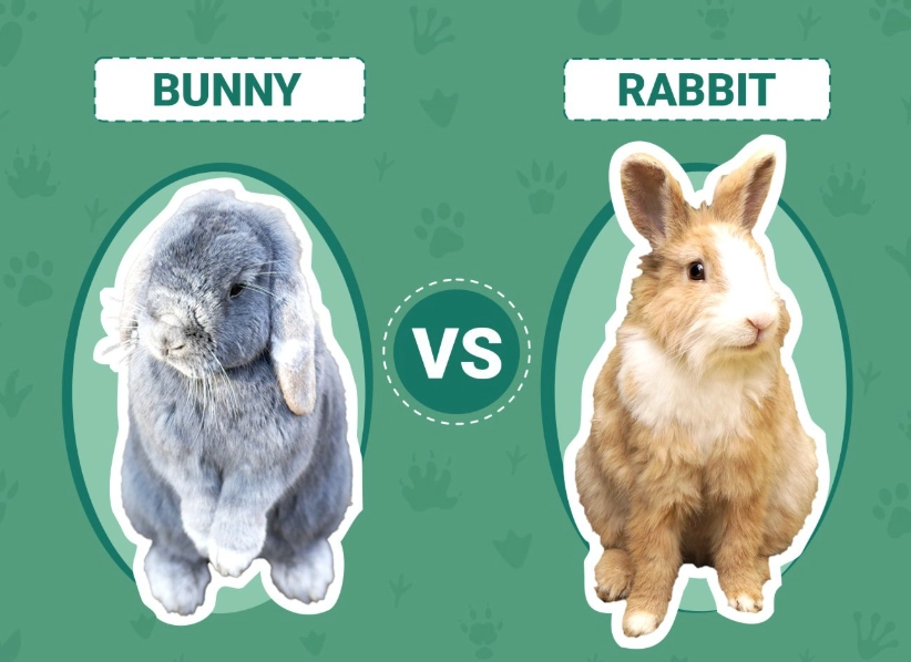 are bunnies and rabbits the same are bunnies and rabbits the same