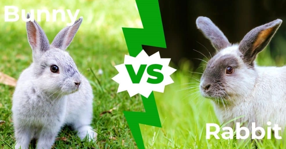 Bunny and rabbit difference funny