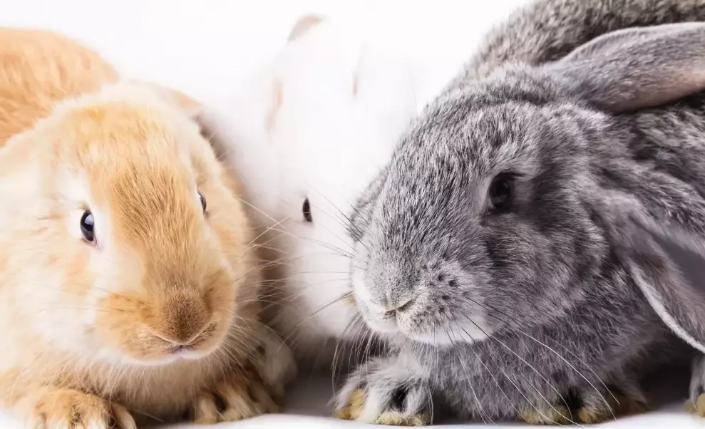 bunny vs rabbit bunny vs rabbit