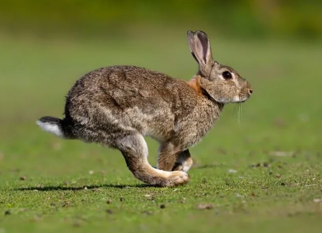 why do rabbits jump and twist why do rabbits jump and twist