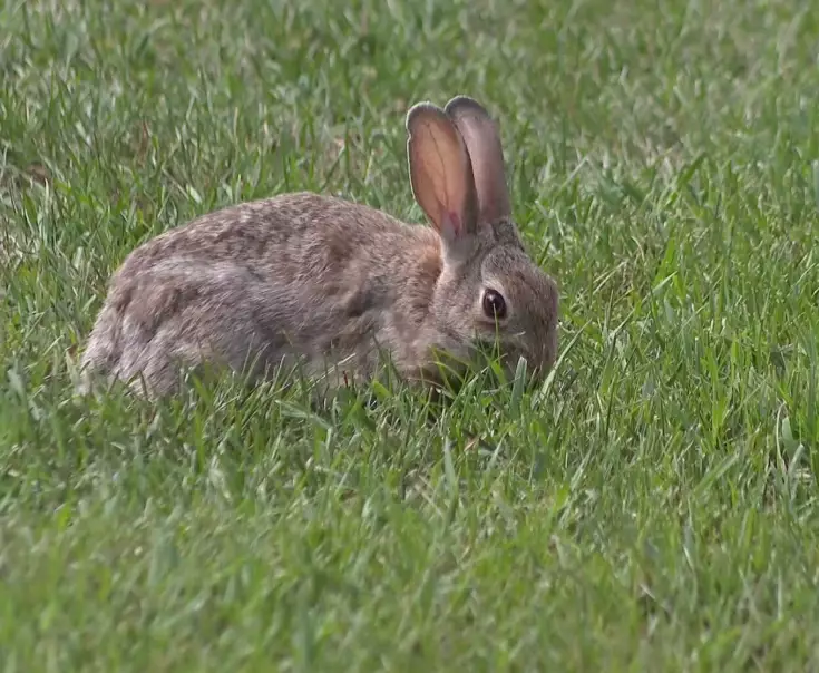 why do rabbits jump and twist why do rabbits jump and twist